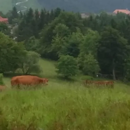 Daire Traumharz